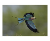 Lilac Breasted Roller