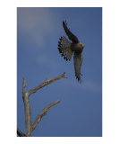 Dickinson's Kestrel