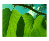 Sea Grape Shadow