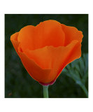 California Poppy Spectacular