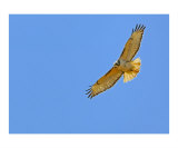 Red-tailed Hawk I