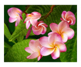 Plumeria - Frangipani