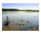 Lilypads Waterscape