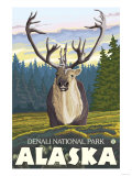 Caribou in the Wild  Denali National Park  Alaska