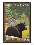 Black Bear in Forest  North Cascades  Washington