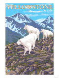 Mountain Goats Scene  Yellowstone National Park