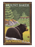 Black Bear in Forest  Mount Baker  Washington