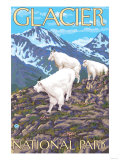 Mountain Goats Scene  Glacier National Park  Montana