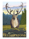 Caribou in the Wild  West Yellowstone  Montana