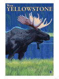Moose at Night  West Yellowstone  Montana