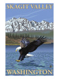 Bald Eagle Diving  Skagit Valley  Washington