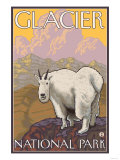 Mountain Goat  Glacier National Park  Montana