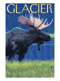 Moose at Night  Glacier National Park  Montana