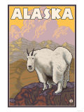Mountain Goat  Alaska