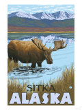 Moose Drinking at Lake  Sitka  Alaska