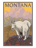 Mountain Goat  Montana