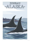 Orca Whales 1  Juneau  Alaska