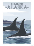 Orca Whales 1  Haines  Alaska