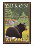 Black Bear in Forest  Yukon  Alaska