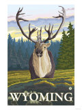 Caribou in the Wild  Wyoming