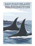 Orca Whales 1  San Juan Island  Washington