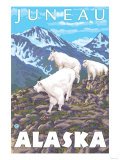 Mountain Goats Scene  Juneau  Alaska