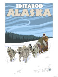 Dog Sledding Scene  Iditarod  Alaska
