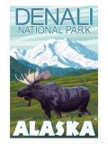 Moose Scene  Denali National Park  Alaska