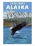 Bald Eagle Diving  Skagway  Alaska