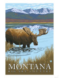 Moose Drinking at Lake  Montana
