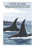 Orca Whales 1  Lopez  Washington