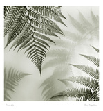 Ferns I