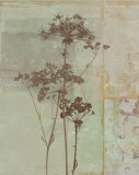 Silver Foliage II