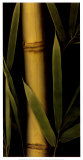Golden II