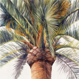Roma Palm