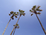 Palm Trees  Playa De Las Americas  Tenerife  Canary Islands  Spain