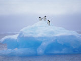 Adelie Penguins on Iceberg  Paulet Island  Antarctica  Polar Regions