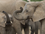 African Elephant (Loxodonta Africana)  Addo Elephant National Park  South Africa  Africa