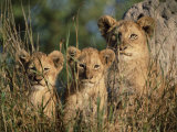 Lion Cubs  Panthera Leo  Kruger National Park  South Africa  Africa