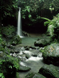 Waterfall Flowing into the Emerald Pool  Dominica  West Indies  Central America