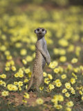 Meerkat (Suricata Suricatta)  Kgalagadi Transfrontier Park  South Africa  Africa