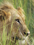 Male Lion  Panthera Leo  in the Grass  Kruger National Park  South Africa  Africa