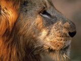Close-up of a Lion (Panthera Leo)  Mala Mala Game Reserve  Sabi Sand Park  South Africa  Africa