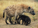 Spotted Hyena  Crocuta Crocuta  Cub Greeting Adult  Kruger National Park  South Africa  Africa