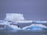 Adelie Penguins on Iceberg  Paulet Island  Antarctica  Polar Regions