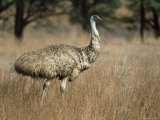 Emu  Dromaius Novaehollandiae  Flinders Ranges National Park  South Australia  Australia