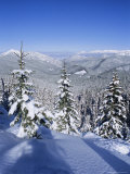 Snow Covered Pines in the Demanovska Valley  Low Tatra Mountains  Slovakia  Europe