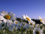 Daisy  Asteraceae  Hiller Moor  Germany
