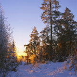 Winter Sunset in the Forest Near Oslo  Norway  Scandinavia  Europe