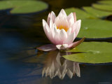 Waterlily  (Nymphaea)  Bielefeld  Nordrhein Westfalen  Germany